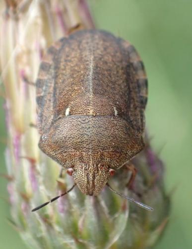 Réf. 266 651 : Eurygaster testudinaria